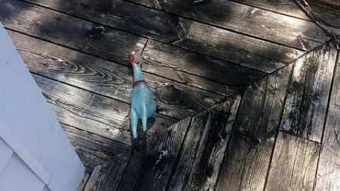 May 2017 - IMG_7191.jpg