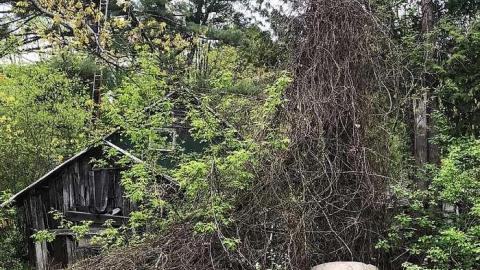 Coopers Falls Spring 17 - Coopers-Falls-Ghost-Town43.jpg