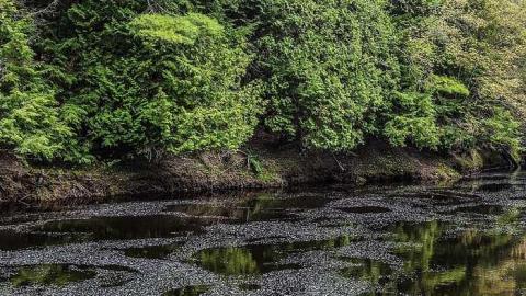 Coopers Falls Spring 17 - Coopers-Falls-Ghost-Town46.jpg