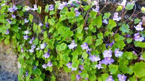 The Corran - P1100503.jpg