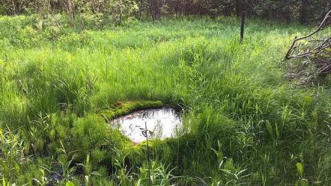 Back to Nature  cover photo