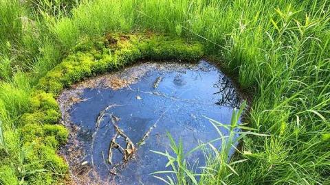 Back to Nature  - Watermarked18(2017-06-04-1047).jpg