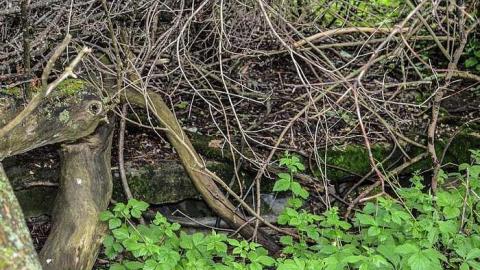 Wrecked in Brechin - Watermarked23(2017-06-05-1727).jpg