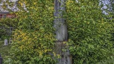 They Walk Beside Us  - Pioneer-Presbyterian-Cemetery37.jpg