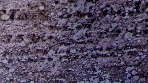 Pioneer Pruning - Tapley-Pioneer-Cemetery3.jpg