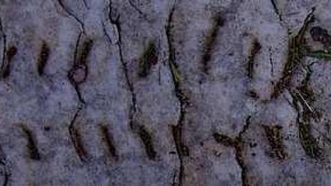 Pioneer Pruning - Tapley-Pioneer-Cemetery12.jpg