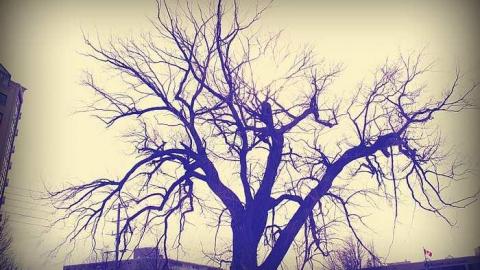 Doornate - l-OAPKitWat.ColttePineHl 111.jpg