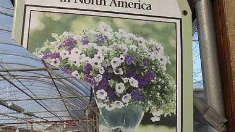 Photo from What Plant Where '17