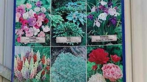 What Plant Where '17 - DSC00013.jpg