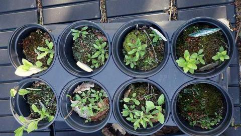 What Plant Where '17 - DSC00017.jpg