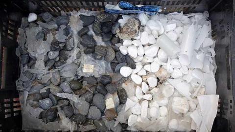 What Plant Where '17 - DSC09851.jpg