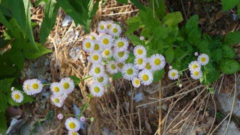 What Plant Where '17 - DSC09921.jpg