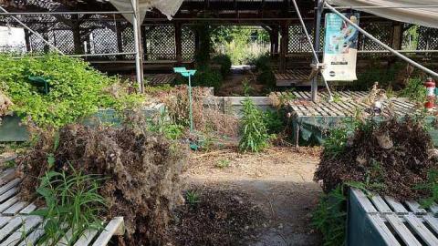 What Plant Where '17 - DSC09952.jpg