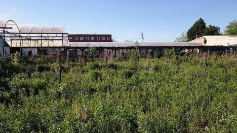 What Plant Where '17 - DSC09990.jpg