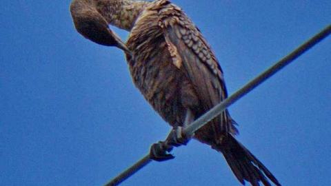 Loose Lips Sink Ships - Le-Grande-Hermine-Ghost-Ship176.jpg