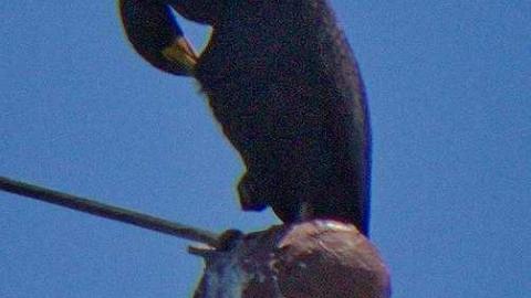 Loose Lips Sink Ships - Le-Grande-Hermine-Ghost-Ship185.jpg