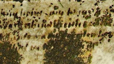 Could Not Save From The Grave - Allenford-Pioneer-Cemetery6.jpg