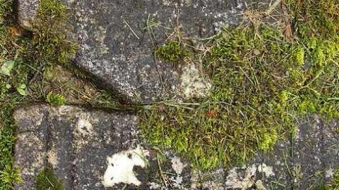 Could Not Save From The Grave - Allenford-Pioneer-Cemetery19.jpg