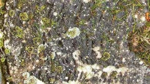 Could Not Save From The Grave - Allenford-Pioneer-Cemetery20.jpg