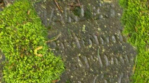 Could Not Save From The Grave - Allenford-Pioneer-Cemetery23.jpg