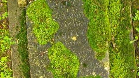 Could Not Save From The Grave - Allenford-Pioneer-Cemetery24.jpg