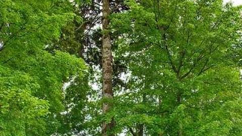 Could Not Save From The Grave - Allenford-Pioneer-Cemetery43.jpg