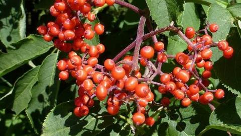 Friggin Vandals - Pefferlaw-Shining-House125.jpg