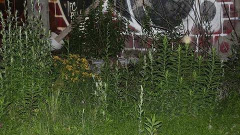 Our Romantic Date - Victory-Soy-Mills92.jpg