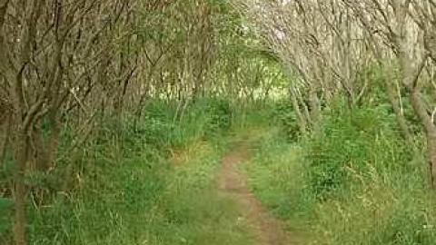 Old Hydro Mill - Churchs-Falls-Old-Mill96.jpg