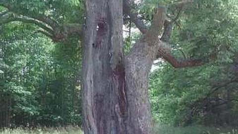 Old Hydro Mill - Churchs-Falls-Old-Mill101.jpg