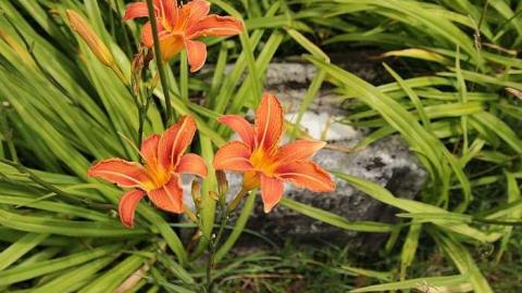 Old Mennonite Cemetery - Zion-Mennonite-Cemetery14.jpg