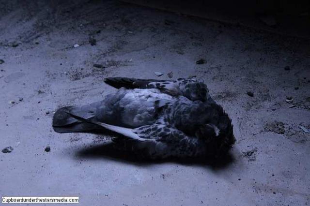 Dead Birds - St.-Josephs-Hospital-Sudbury14.jpg