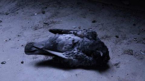 Dead Birds - St.-Josephs-Hospital-Sudbury14.jpg