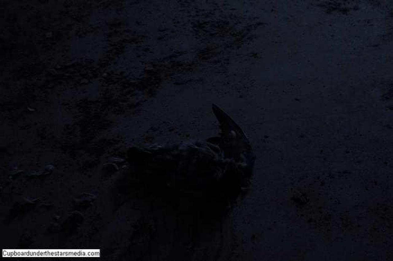 Dead Birds - St.-Josephs-Hospital-Sudbury7.jpg