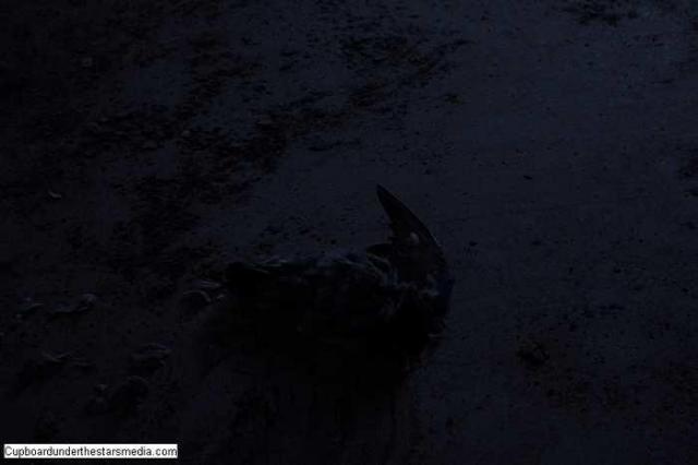 Dead Birds - St.-Josephs-Hospital-Sudbury7.jpg