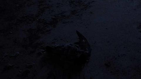 Dead Birds - St.-Josephs-Hospital-Sudbury7.jpg