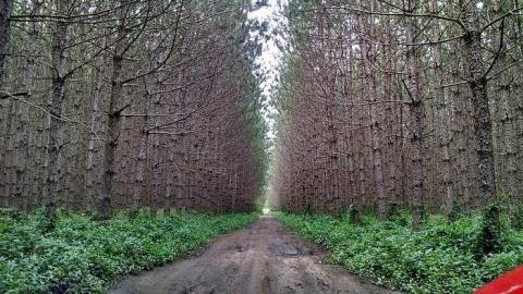 Roof-topping - Pefferlaw-Shining-House164.jpg