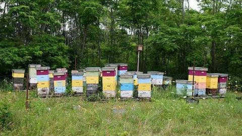 Finding Nemo '17 - DSC04158.jpg