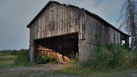 Treed Heavily - 2a.jpg