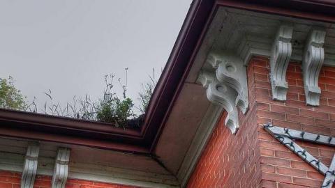 Treed Heavily - 3b.jpg