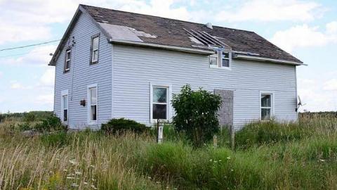 Lots of Thistles - Southgate, Ontario