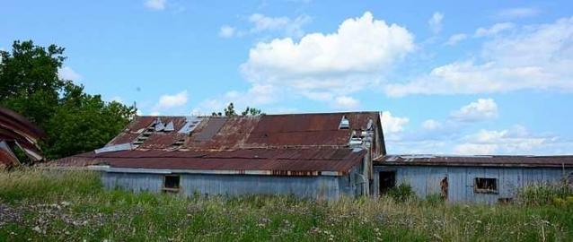Lots of Thistles photo 4