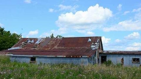 Lots of Thistles photo 4