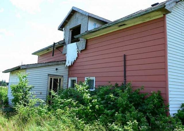 Lots of Thistles photo 5