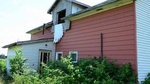 Lots of Thistles photo 5