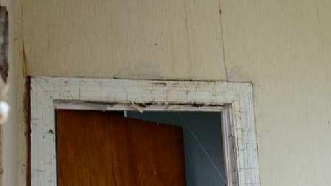 lots of thistles - JJN_3530a1024.jpg