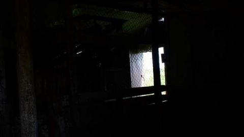 lots of thistles - JJN_3538a1024.jpg