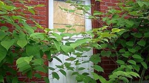 Red Bungalow - IMG_1678.jpg