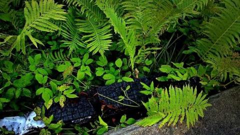 Boarded and Burned Exterior - burned wood.jpg