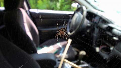 House Graveyard - IMG_1795.jpg